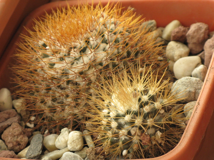 Mammillaria nivosa - CACTACEAE - diverse specii si genuri