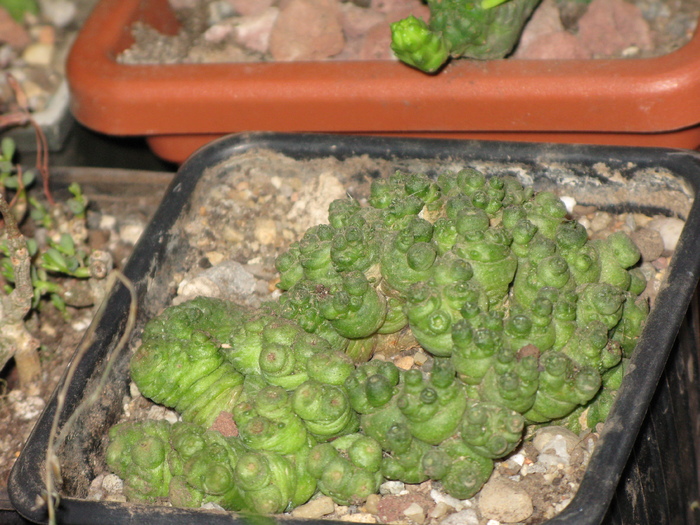 Mammillaria bocasana cv. FRED - CACTACEAE - diverse specii si genuri