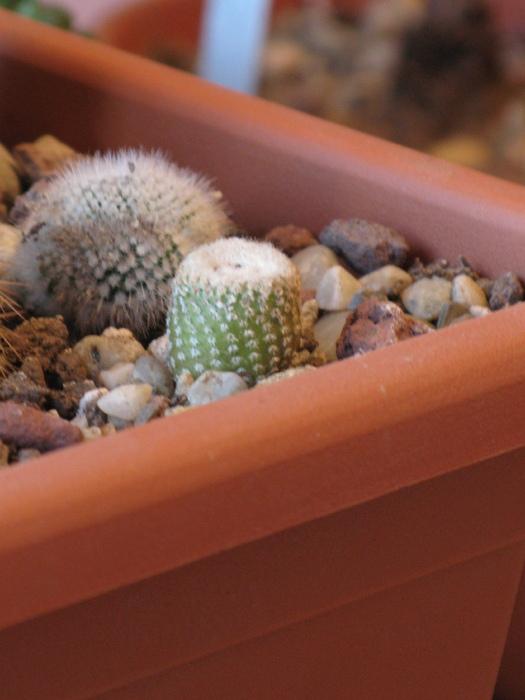 YAVIA CRYPTOCARPA - CACTACEAE - diverse specii si genuri