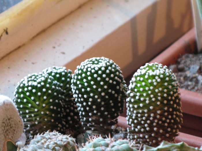Mammillaria luethy - CACTACEAE - diverse specii si genuri