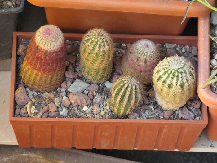 Echinocereus reichenbachii, E.rigidissimus, E. rubrispinus - CACTACEAE - diverse specii si genuri