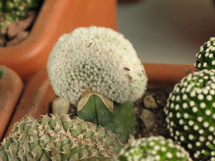 IMG_1959 - CACTACEAE - diverse specii si genuri