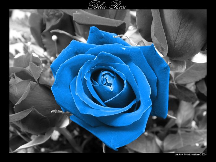 Blue_Rose - Preferatele mele