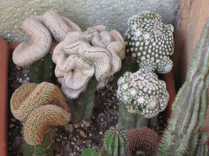 MAMMILLARIA RODANTHA F-MA MONSTROSA,NOTOCACTUS LENINGHAUSII CRISTATA SI TURBINICARPUS VALDEZIANA - CACTACEAE - diverse specii si genuri