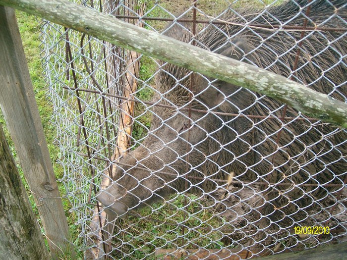 SANY3274 - festivalul vanatori bata jud arad