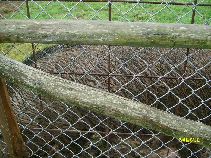 SANY3271 - festivalul vanatori bata jud arad