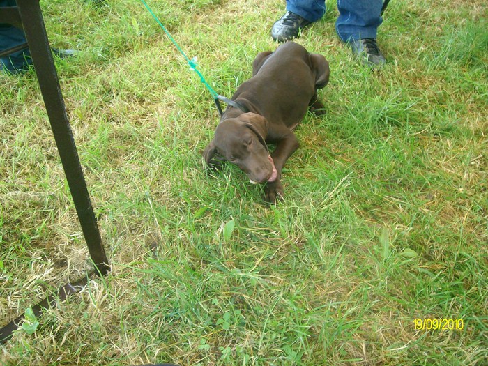 SANY3227 - festivalul vanatori bata jud arad