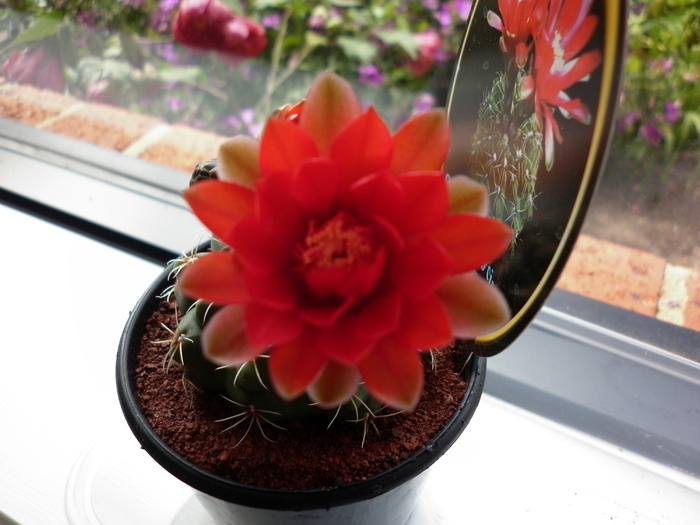  - Gymnocalycium baldianum