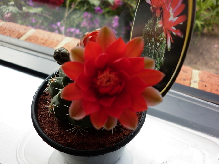  - Gymnocalycium baldianum