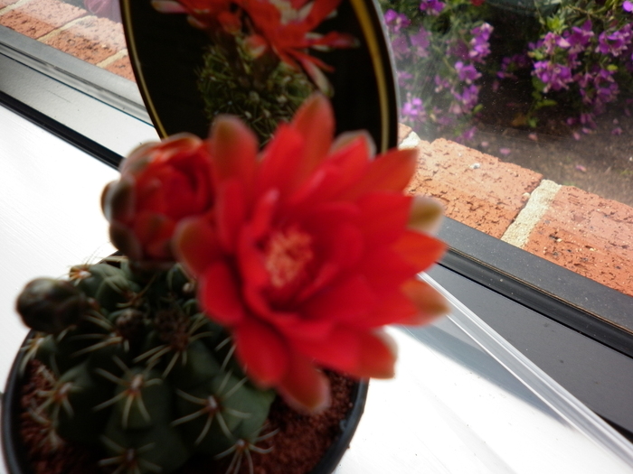  - Gymnocalycium baldianum