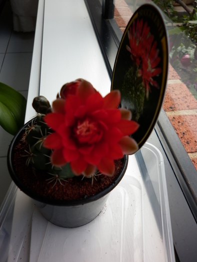  - Gymnocalycium baldianum