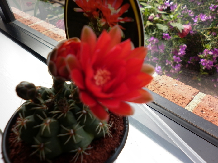  - Gymnocalycium baldianum