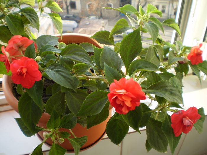 PB150072 - FLORI