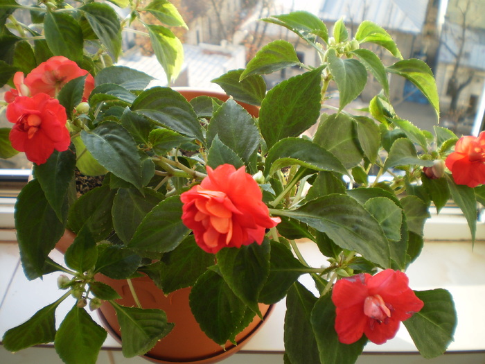 PB150073 - FLORI