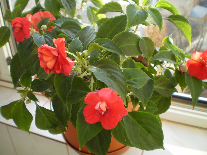 PB150074 - FLORI