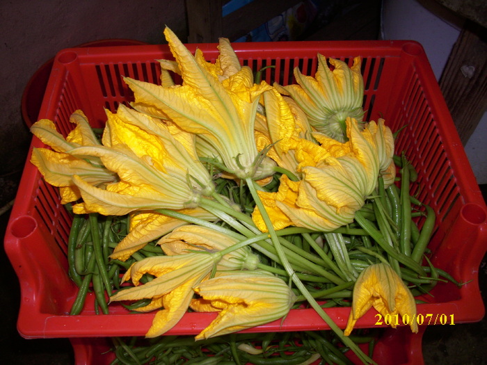 DSCI0171 - flori comestibile