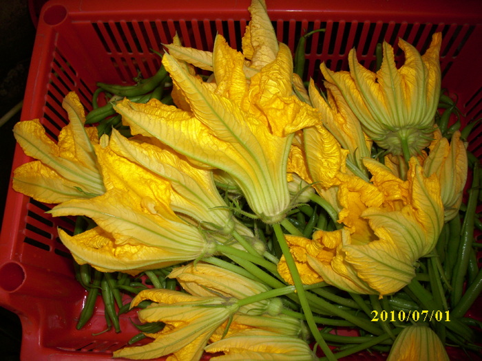 DSCI0170 - flori comestibile