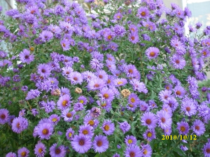 DSCI0833