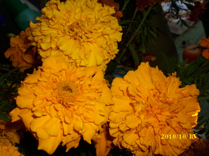 DSCI0856