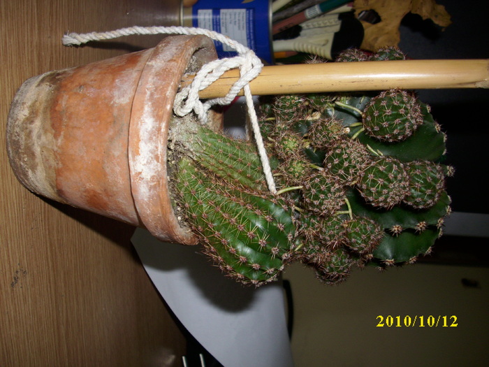 DSCI0821 - cactusi