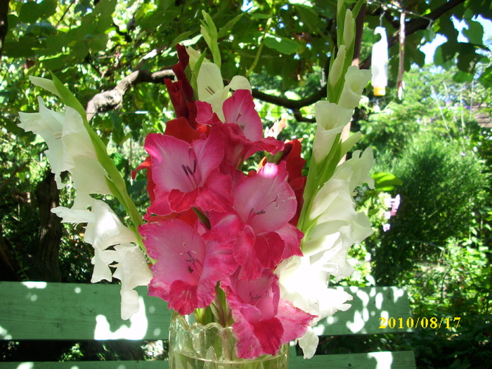 DSCI0240 - gladiole 2010