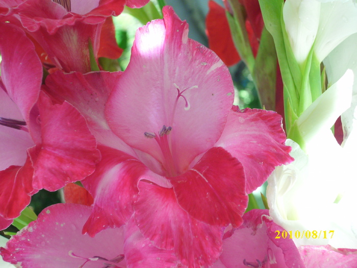 DSCI0242 - gladiole 2010