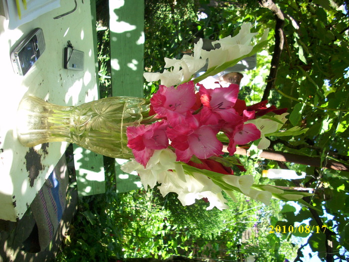 DSCI0243 - gladiole 2010