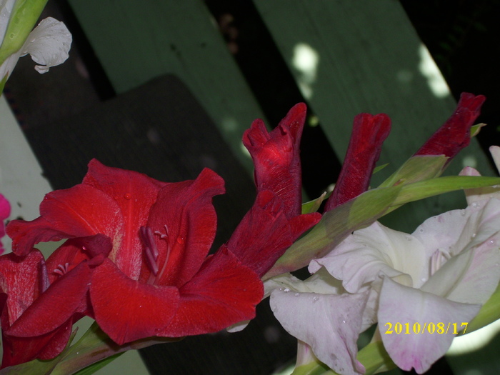 DSCI0247 - gladiole 2010