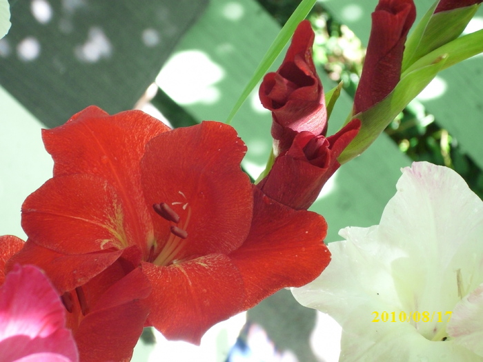 DSCI0249 - gladiole 2010