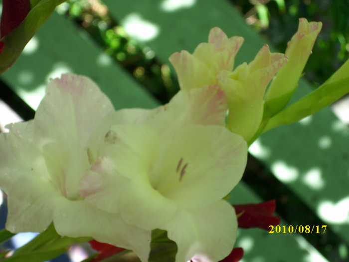 DSCI0251 - gladiole 2010