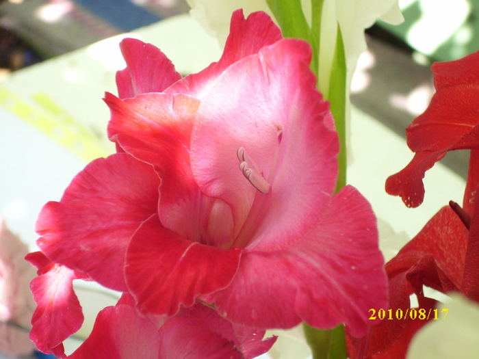 DSCI0253 - gladiole 2010