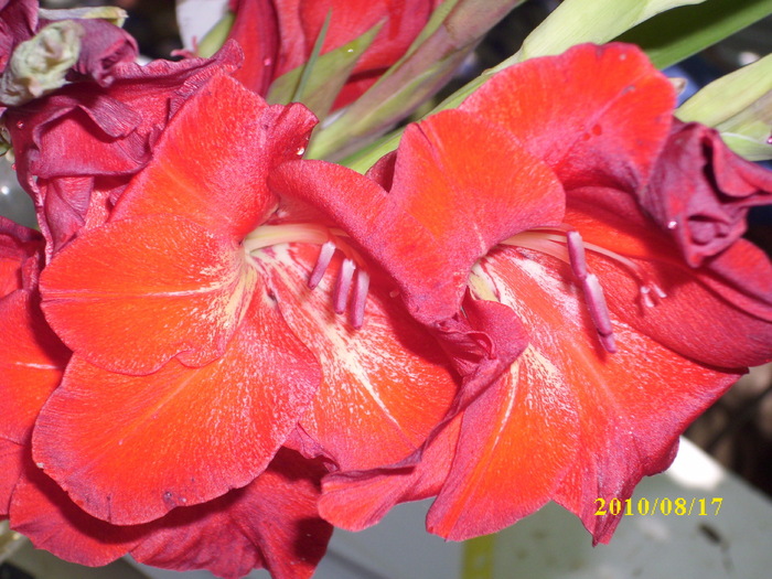 DSCI0254 - gladiole 2010