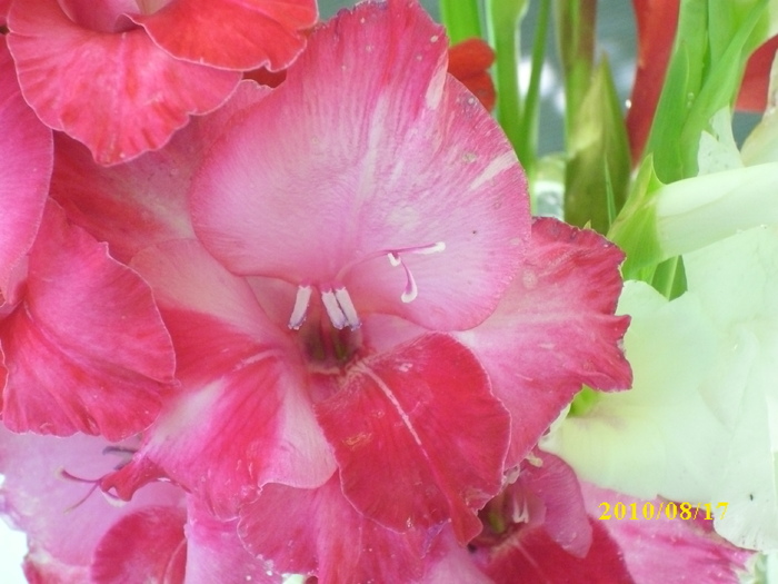 DSCI0259 - gladiole 2010