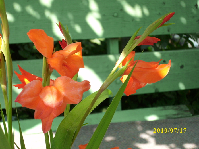 DSCI0541 - gladiole 2010