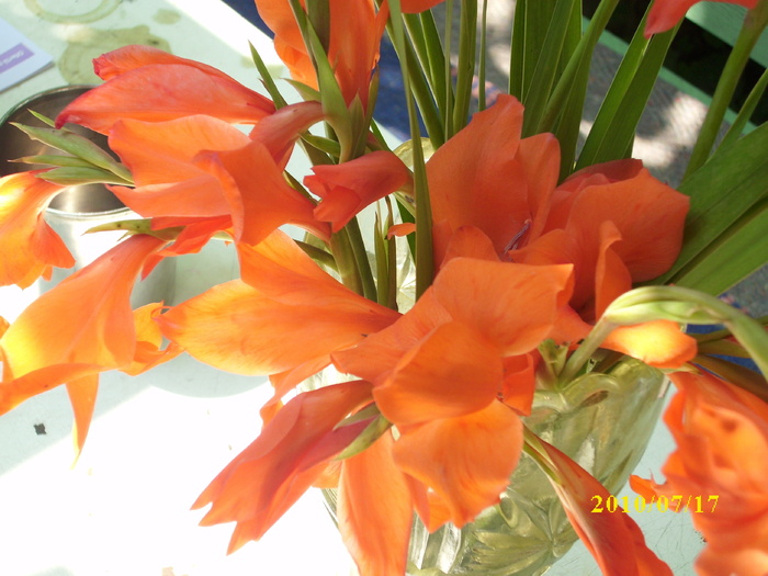 DSCI0542 - gladiole 2010