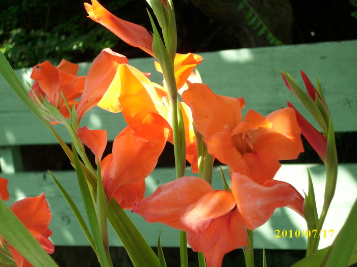 DSCI0543 - gladiole 2010