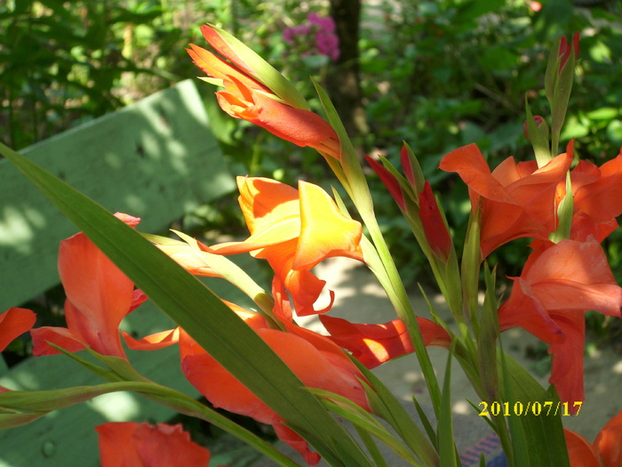 DSCI0545 - gladiole 2010