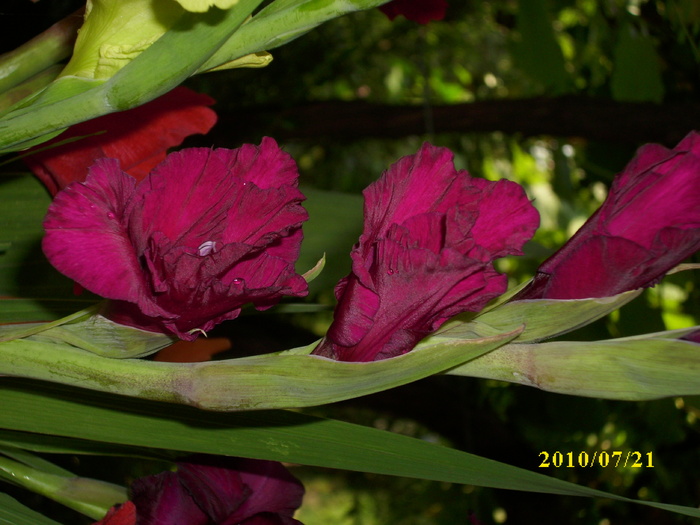 DSCI0627 - gladiole 2010