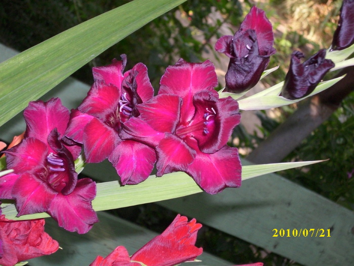 DSCI0635 - gladiole 2010