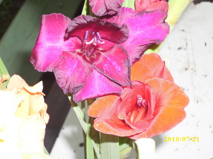 DSCI0651
