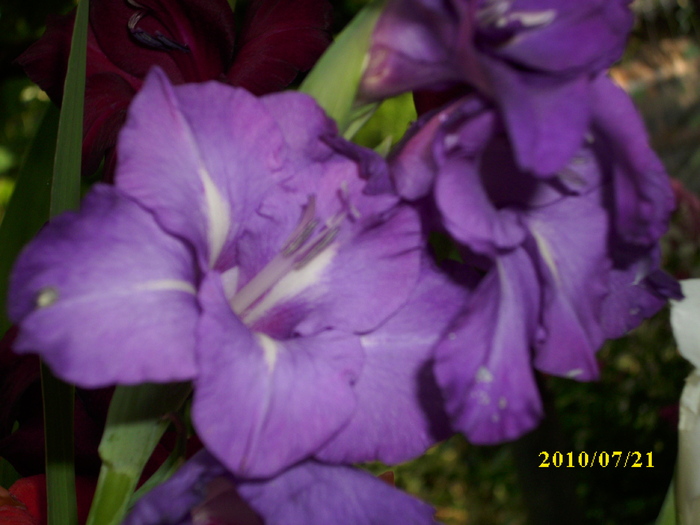 DSCI0654