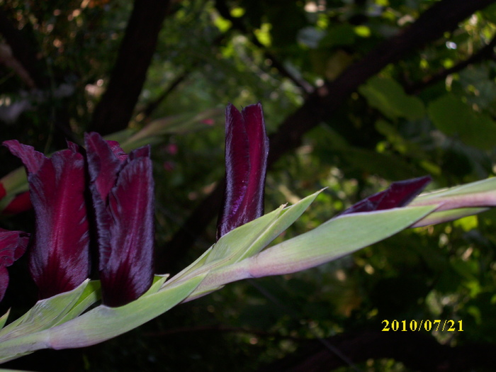DSCI0660 - gladiole 2010