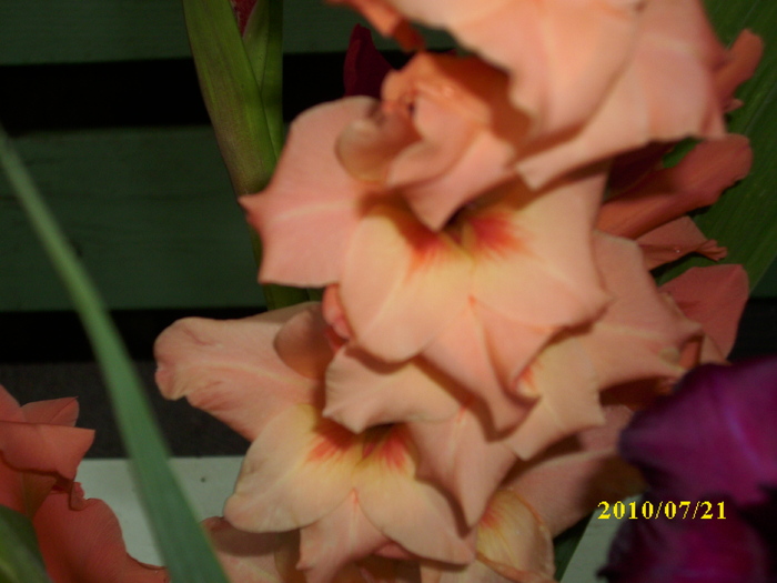 DSCI0663