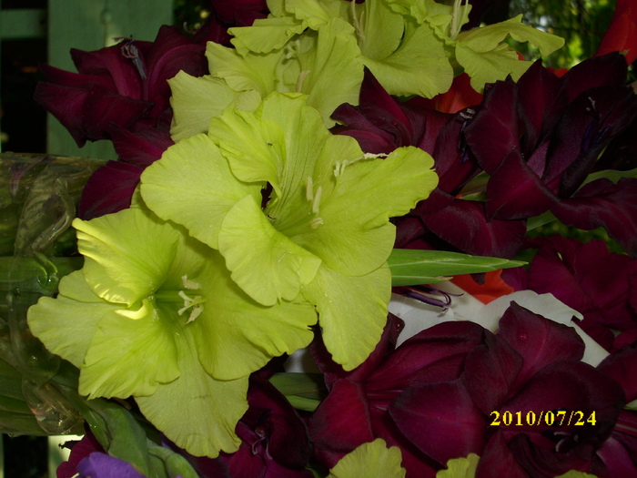 DSCI0677