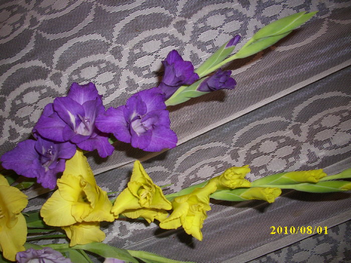 DSCI0974
