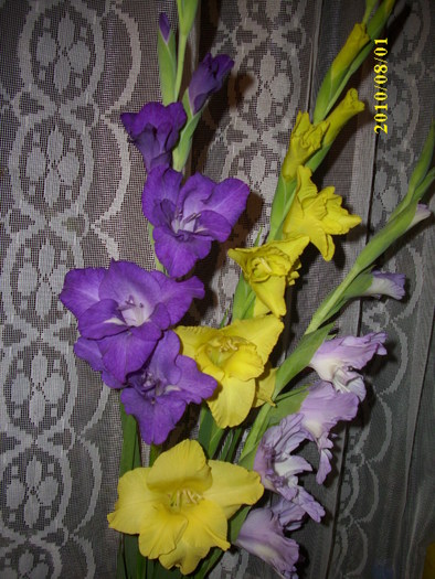 DSCI0959
