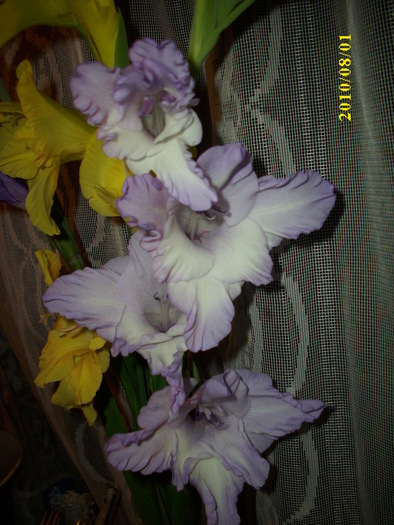 DSCI0968