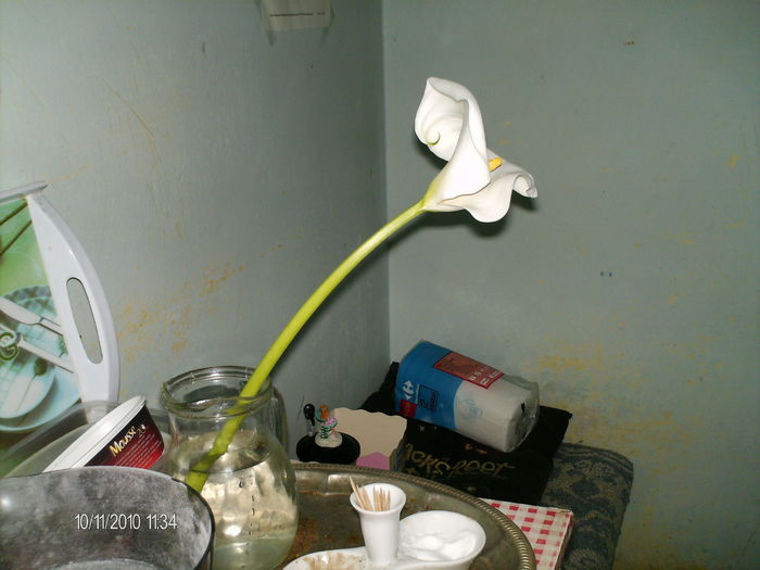  - eu si florile mele