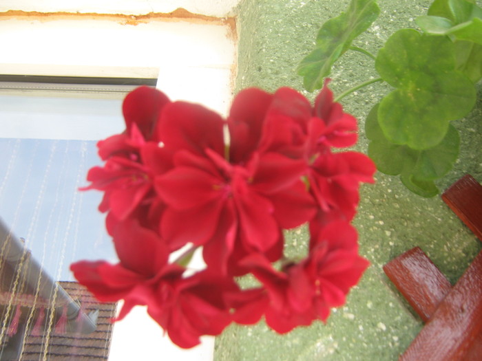 23.05.2010-rosu cu flori pline - Muscate curgatoare