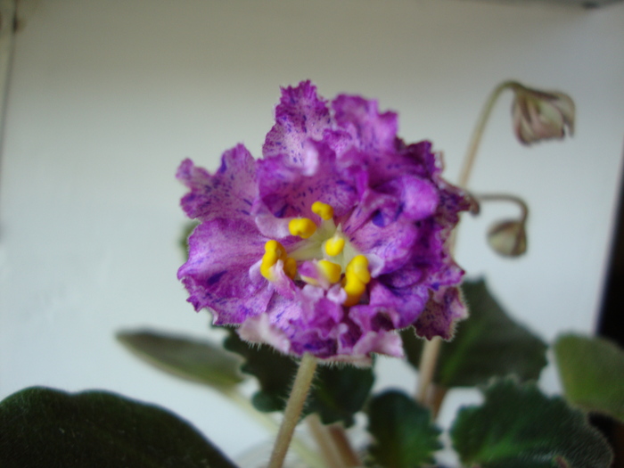 DSC01413 - 2010 violete
